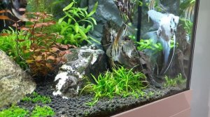 AQUARIUM JUWEL LIDO 120 Akwarium Towarzyskie SKALARY