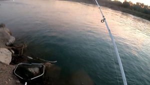 РЫБАЛКА НА САЗАНА И УСАЧА. УТРЕННЯЯ РЫБАЛКА НА СЫРДАРЬЕ #баликови  #рыбалкавузбекистане  #fishing