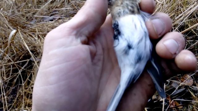 Чечетка Обыкновенная и чечетка тундряная.