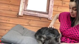 Пушистый французский бульдог флаффи МОЕТ ! Прошло аж 1.5 года !