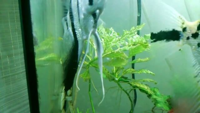 Скалярии Бриллиант ловят мальков ртом и возвращают в гнездо смотреть онлайн