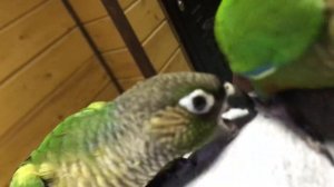 Пиррура выкормыш