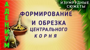 Адениум. Формирование и обрезка центрального корня адениума.