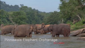 Шри-Ланка - Приют слонов в Пиннавеле - путешествие по Цейлону