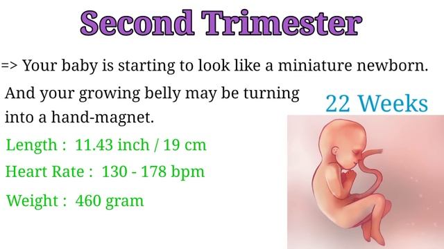 Pregnancy Week By Week || 1 - 41 Weeks Fetal Developments смотреть онлайн