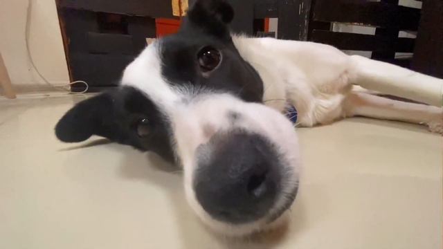 Панда смотреть онлайн