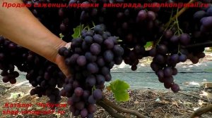 Виноград ПАМЯТИ УЧИТЕЛЯ лучшая форма лета, медово-фруктовый вкус ягод и крупные грозди!