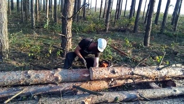 Вальщик Леса Смирнов Андрей