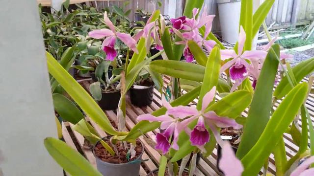 5. "Wild" herd of Lealia Pacavias смотреть онлайн