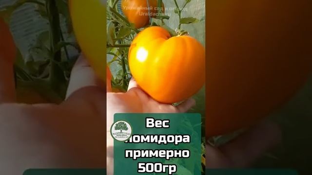 Обзор томата Бычье сердце янтарное #огород #томаты #обзор