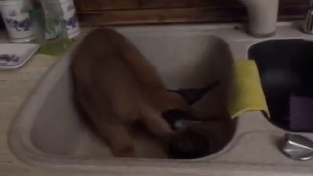 Каракал Сири и кухонная мойка. смотреть онлайн