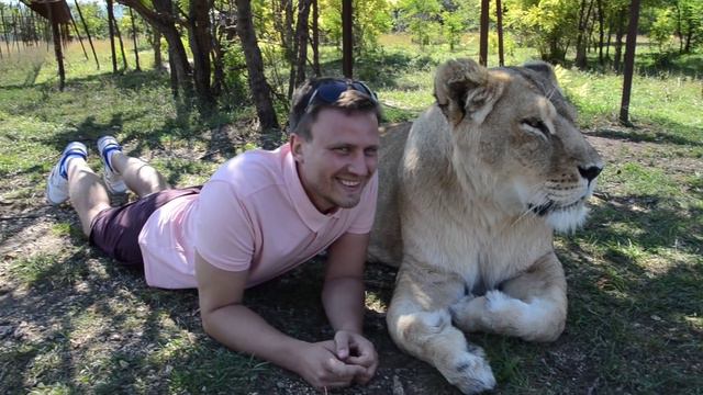 Завтрак среди львов !.Ушко к ушку с Клеопатрой ... смотреть онлайн