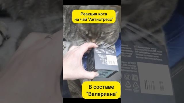 Реакция кота на чай с "Валерианой "в составе )