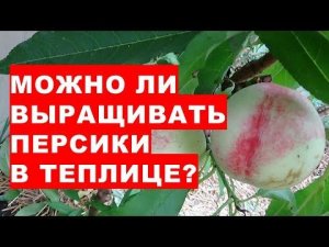 Можно ли выращивать персики в теплице? Новый опыт в нашей практике