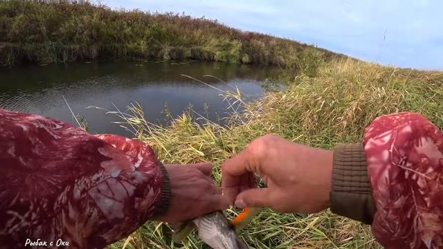 ЭТИ ЗУБАСТЫЕ на Большие ВОБЛера!? Рыбалка 14-15 октября на СПИННИНГ! смотреть онлайн