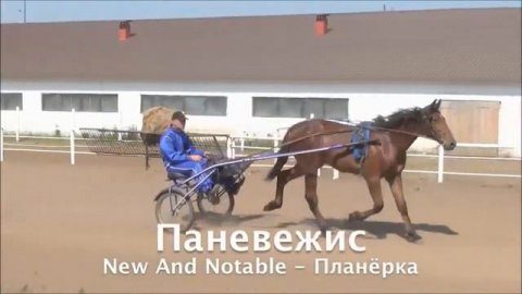 Рысистая лошадь - рысак Паневежис (New And Notable -- Планёрка)