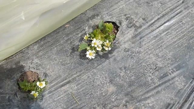 САМЫЕ СТРАШНЫЕ ВРЕДИТЕЛИ НА КЛУБНИКЕ! Как не остаться без урожая, если нанимаешь рабочих