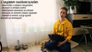 Приучаем щенка к ошейнику / шлейке и поводку / рулетке. Как приучить щенка к амуниции легко и прост