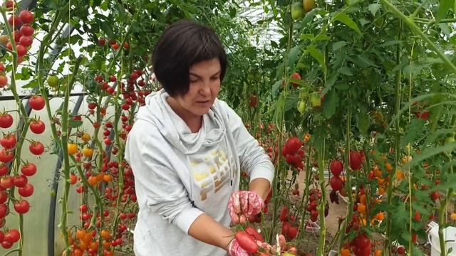 Обзор томатов в теплицах (часть 8). Сезон 2023. Лучшие высокорослые сорта  томатов для  консервации