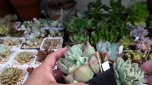 Succulent Seed, Mutation, Propagate from Flower Leaves | VLOG #161- Growing Succulents with Liz