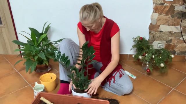 Пересадка замиокулькаса за 5 минут. #комнатныерастения #замиокулькас #пересадкарастений