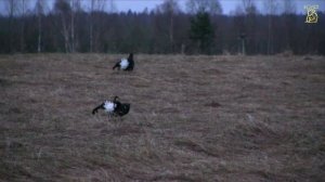 Охота на тетерева на току! / Hunting for grouse on a Lek!