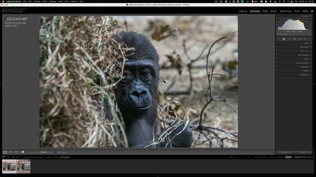 Best Way to Use Photo AI as a Lightroom Plugin смотреть онлайн