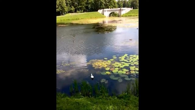 Дикая утка альбинос смотреть онлайн