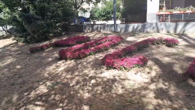 Симферополь. Цветы хризантемы очень красиво украсили наш город Симферополя на улице Киевской. ? ❤