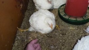 Бройлер  УПАЛ НА НОГИ. Бройлерный цыпленок заболел и упал на ноги.