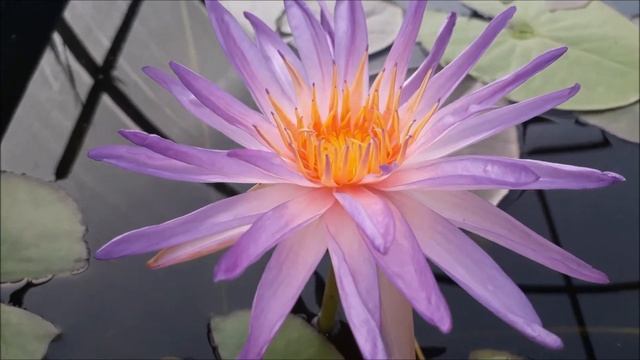 Нимфея Purple Silver (Фиолетовое серебро), кувшинка, нимфея, водные растения, пруд смотреть онлайн