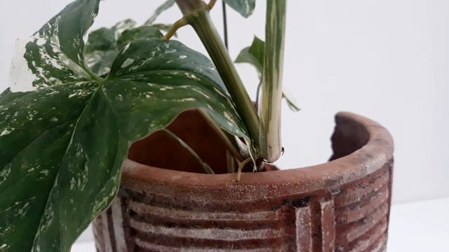 SYNGONIUM ALBO VARIEGATA | Tips cara merawat syngonium variegata