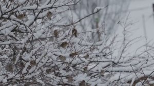 ВОССТАНОВЛЕНИЕ НЕРВНОЙ СИСТЕМЫ ❄ До слез красивая мелодия! ЗИМА, СНЕГ. ЛЮБОВЬ
