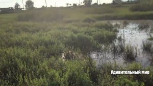 Дети ловят водных змей руками