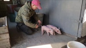 безхвостые Поросят. Порода Романовская