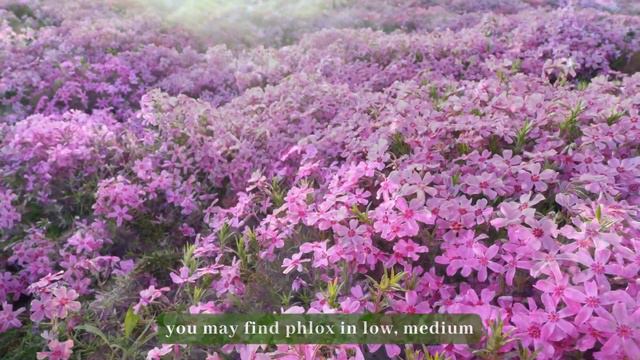 Survival of the Strongest: Top 7 'Tough as Nails' Perennials 🌺☀️🌸 // Gardening Tips смотреть онлайн