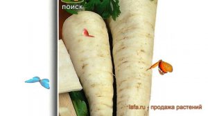 Петрушка корневой Сахарная (sakharnaya) ? Сахарная обзор: как сажать, семена петрушки Сахарная