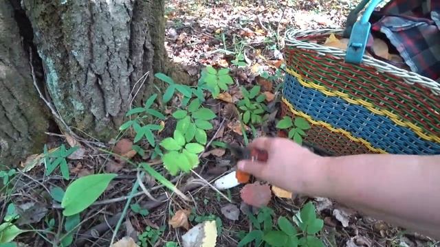 Поход по грибы в лес 18 сентября 2023 2ч. Пермь. смотреть онлайн