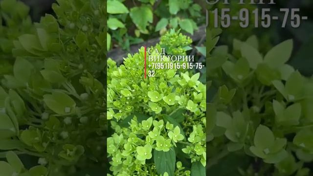 Самая зелёная гортензия из существующих! Новинка 2022#метельчатаягортензия#BeeGrren#ВиГрин