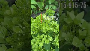 Самая зелёная гортензия из существующих! Новинка 2022#метельчатаягортензия#BeeGrren#ВиГрин
