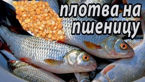 Плотва на пшеницу. Ловля на поплаво, посмотри на танцующий поплавок и отдохни. Рыбалка на озере.