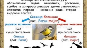 Биология. Урок №2 Использование бинарной номенклатуры для описания различных видов
