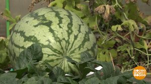 У кого арбуз больше? Доброе утро. Фрагмент выпуска от 18.09.2024