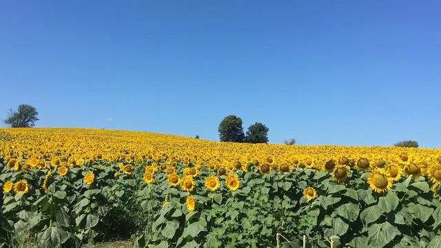 Grinter Sunflower Fields смотреть онлайн
