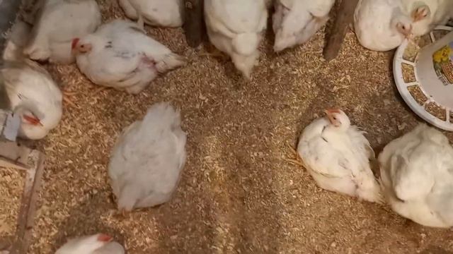 Бройлерам КОББ-500 40 дней. Результат, чем кормили. смотреть онлайн