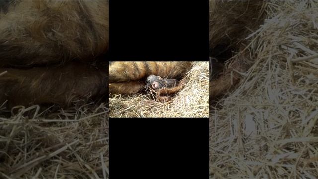 Венгерская мангалица. Опорос. Первый вдох...)
