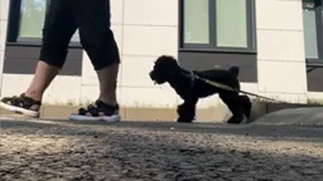 Влог-Обзор пакетиков/пены для лап/ЭКСПЕРИМЕНТ с мужем/уехали с двумя ? ?? ЗУБЫ-убрала налет.КАК? смотреть онлайн