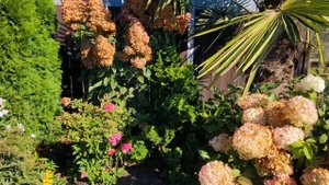 Метельчатые гортензии. Почему шапки темнеют а не розовеют. Рекомендую 5 более устойчивых сортов.