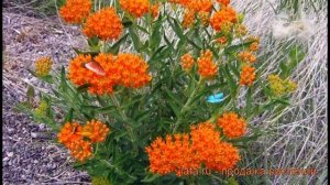 Ваточник клубневой (asclepias tuberosa) ? клубневой ваточник обзор: как сажать, саженцы ваточника