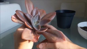 Suculentas - Plantando minha Echeveria gibbiflora metallica!